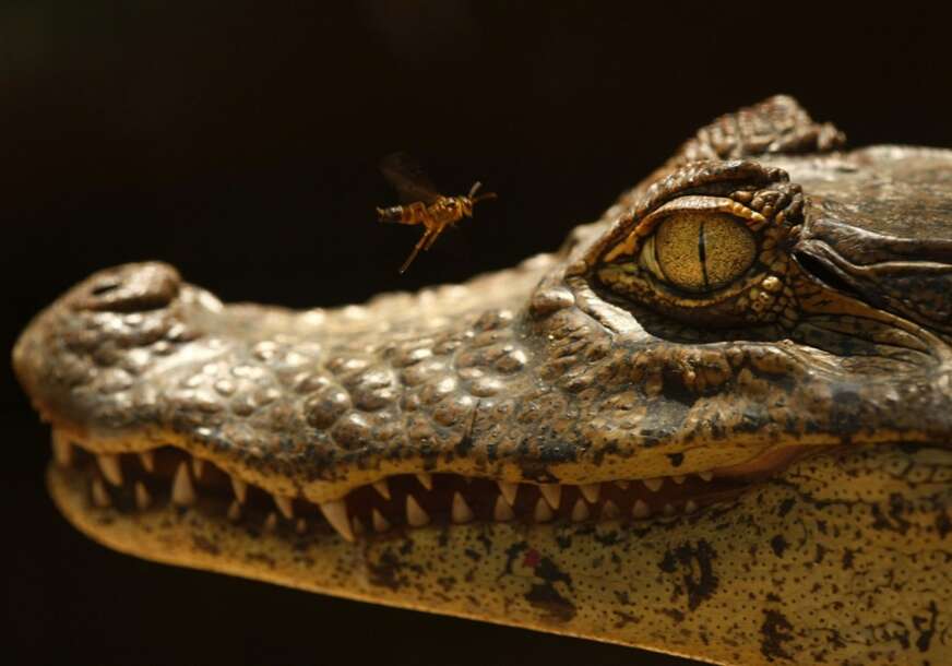 Aligator