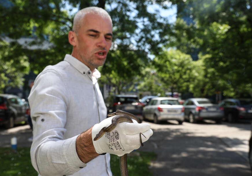 Goran Šukalo, zmija 