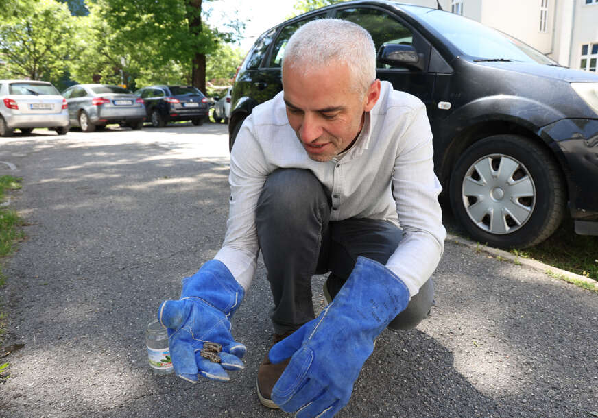 Goran Šukalo zmija poskok