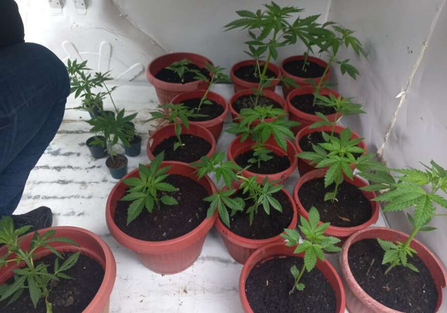 (FOTO) Uhapšen zbog NAPADA NA SUGRAĐANE: Policija u pretresu pronašla zasade konoplje, pušku i municiju