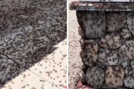 (VIDEO) "Odvratni su, jedu i jedni druge" Proždrljivi insekti PREPLAVILI GRAD, ljudi u panici
