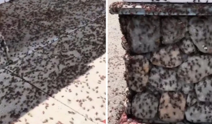 (VIDEO) "Odvratni su, jedu i jedni druge" Proždrljivi insekti PREPLAVILI GRAD, ljudi u panici