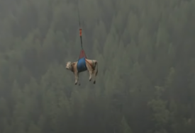 (VIDEO) Neobična spasilačka akcija: Kravu HELIKOPTEROM EVAKUISALI iz planinskog sela