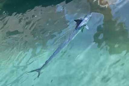 (VIDEO) NEOBIČAN PRIZOR U MAKARSKOJ Riba dugačka preko 2 metra plivala u gradskoj luci, mještani i turisti u šoku
