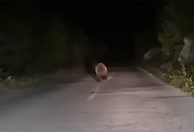 (VIDEO) NESVAKIDAŠNJI PRIZOR Medvjed "predvodio" kolonu automobila između Mostara i Goranca
