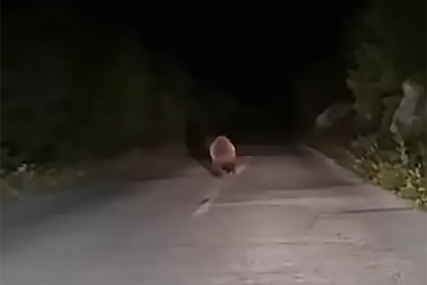 (VIDEO) NESVAKIDAŠNJI PRIZOR Medvjed "predvodio" kolonu automobila između Mostara i Goranca