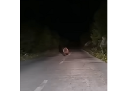 (VIDEO) NESVAKIDAŠNJI PRIZOR Medvjed "predvodio" kolonu automobila između Mostara i Goranca