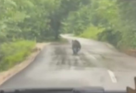 (VIDEO) Pojavio se iz šume, pa brzo nestao: Medvjed IZNENADIO VOZAČE na putu Banjaluka-Doboj