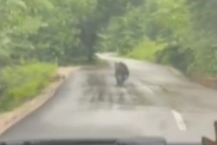 (VIDEO) Pojavio se iz šume, pa brzo nestao: Medvjed IZNENADIO VOZAČE na putu Banjaluka-Doboj