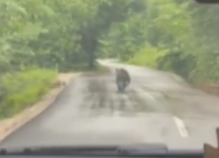 (VIDEO) Pojavio se iz šume, pa brzo nestao: Medvjed IZNENADIO VOZAČE na putu Banjaluka-Doboj