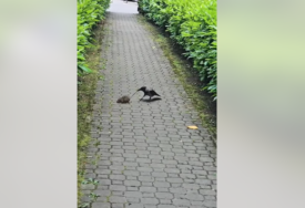 (VIDEO) Leglo glodara ispod kontejnera: Borba VRANE I PACOVA u samom centru Banjaluke