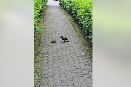 (VIDEO) Leglo glodara ispod kontejnera: Borba VRANE I PACOVA u samom centru Banjaluke