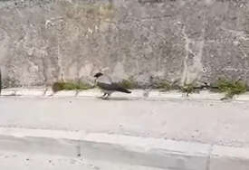 (VIDEO) NESVAKIDAŠNJA SCENA U SARAJEVU Pogledajte hit snimak kako vrana bježi od pacova