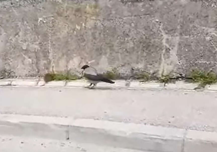 Vrana bježi od pacova