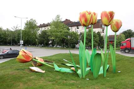 (VIDEO, FOTO) Izdržali 8 mjeseci: Uništeni tulipani na kružnom toku u banjalučkom naselju Rosulje