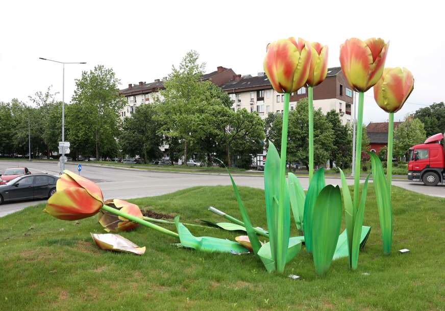(VIDEO, FOTO) Izdržali 8 mjeseci: Uništeni tulipani na kružnom toku u banjalučkom naselju Rosulje