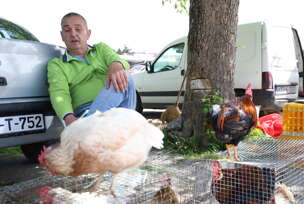 Radomir Radošević trgovac pijaca kokoška pijetao