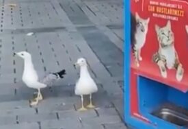 (VIDEO) Galebovi mjauču kako bi dobili hranu za mačke: Nevjerovatan snimak obišao svijet, mnogi se pitaju kako je ovo moguće