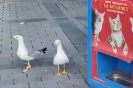 (VIDEO) Galebovi mjauču kako bi dobili hranu za mačke: Nevjerovatan snimak obišao svijet, mnogi se pitaju kako je ovo moguće