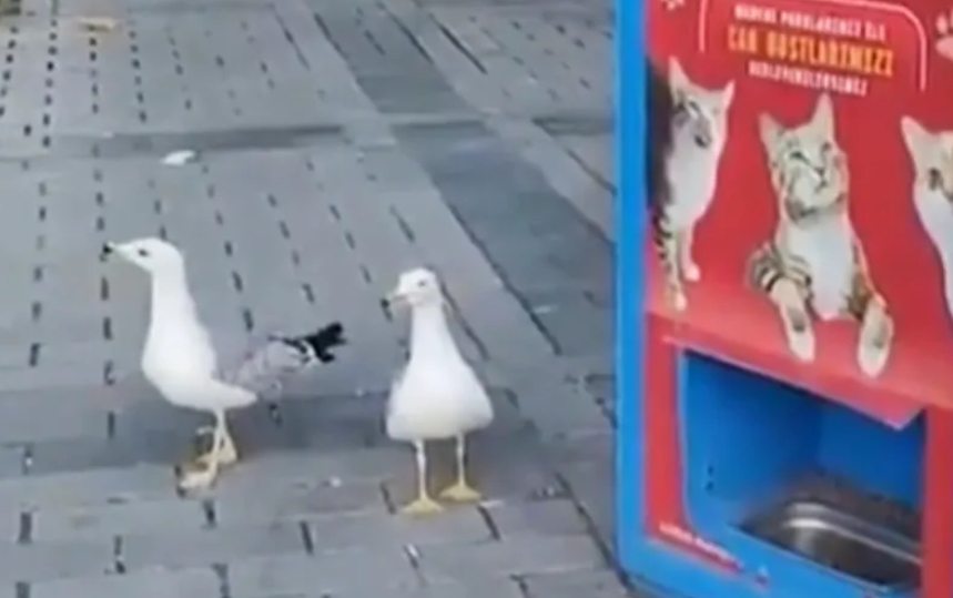 (VIDEO) Galebovi mjauču kako bi dobili hranu za mačke: Nevjerovatan snimak obišao svijet, mnogi se pitaju kako je ovo moguće