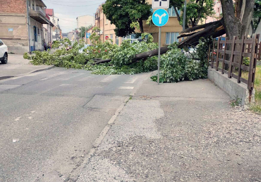 (FOTO) U Bijeljini srušeno stablo BLOKIRALO CESTU: Vatrogasci brzo intervenisali i uspostavili saobraćaj