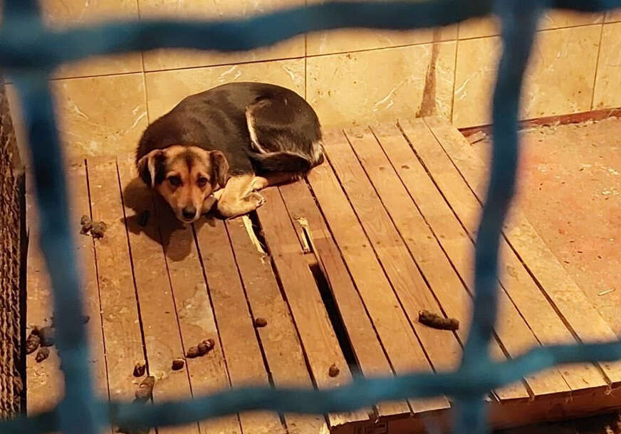 (VIDEO, FOTO) Trava do struka, MRTVO ŠTENE, pas okružen izmetom: Jezivi prizori iz azila na Manjači TJERAJU SUZE NA OČI, volonteri tvrde da im je od sada ZABRANJENO KORIŠTENJE TELEFONA