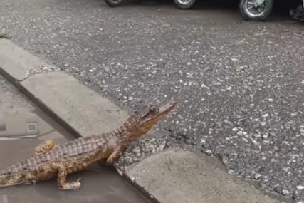 (VIDEO) DRAMA NASRED ULICE Krokodil u lokvi izazvao uzbunu, ovo niko nije očekivao