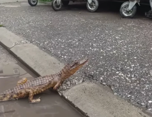 (VIDEO) DRAMA NASRED ULICE Krokodil u lokvi izazvao uzbunu, ovo niko nije očekivao