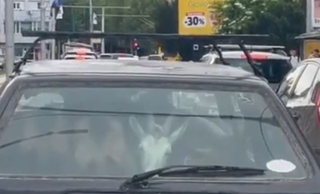 koze vozio u golfu