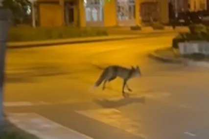 (VIDEO) Mnogi ostali u šoku: Lisica "viđena" u centru Banjaluke