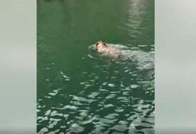 „Malo tamo, malo vamo, njemu ne treba pasoš“ Mrki medvjed iznenadio turiste dok su plovili Drinom