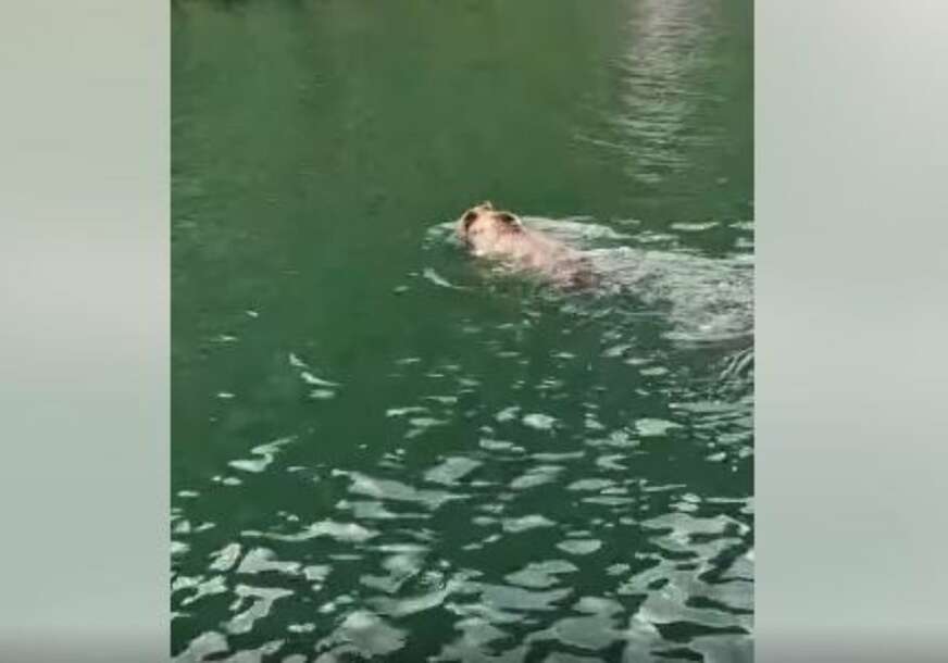 „Malo tamo, malo vamo, njemu ne treba pasoš“ Mrki medvjed iznenadio turiste dok su plovili Drinom
