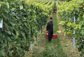 (VIDEO) "Ne fali nam dom jer nas ovdje tretiraju kao porodica" Nepalci govorili o pozitivnom iskustvu berbe grožđa u zagorju, jedna stvar ih posebno iznenadila
