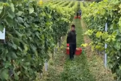 (VIDEO) "Ne fali nam dom jer nas ovdje tretiraju kao porodica" Nepalci govorili o pozitivnom iskustvu berbe grožđa u zagorju, jedna stvar ih posebno iznenadila