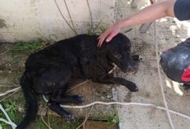 (FOTO) Nije mačka na drvetu, nego pas u bunaru: Banjalučki vatrogasci se istakli još jednom uspješnom akcijom spasavanja životinja