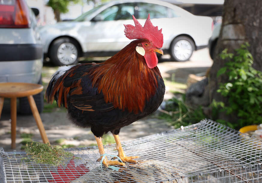 pijaca Tržnica kokoš pijetao
