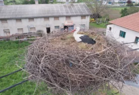 (FOTO) "Brinem o njima kao da su mi članovi porodice" Ljubav između čovjeka i rode ostavlja bez teksta, Radoš ih hrani i pazi od prvog dolaska
