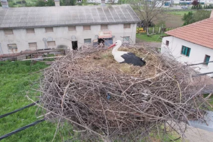 (FOTO) "Brinem o njima kao da su mi članovi porodice" Ljubav između čovjeka i rode ostavlja bez teksta, Radoš ih hrani i pazi od prvog dolaska