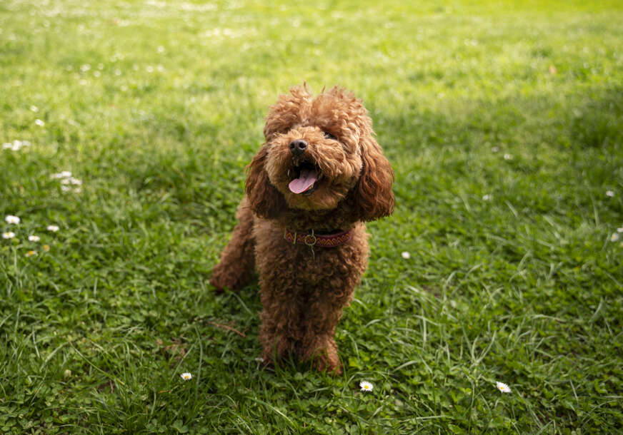 Labradudl