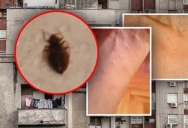 Posljedice ujeda ovog insekta mogu biti paklene: Koji su simptomi znak da morate hitno kod ljekara