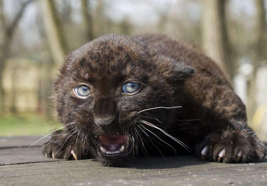 crni leopard
