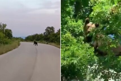 (VIDEO) MEDO TRČAO PUTEM, PA SE POPEO NA BRDO Vozač u Hercegovini snimio zvijer, ubrzo je izdato hitno upozorenje stanovništvu