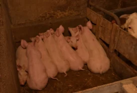 UŽAS U SEMBERIJI Leševi životinja završili u rijekama, građani zabrinuti zbog mogućeg zagađenja