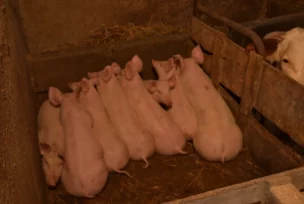 Svinje na farmi Aleksandra Srećkovića Kubure