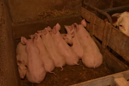 Svinje na farmi Aleksandra Srećkovića Kubure
