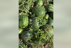 (VIDEO) Ne plaše se ni topova, ni strašila: Vrane UNIŠTILE 2 HEKTARA LUBENICE, poljoprivrednik ne pamti ovakvu štetu