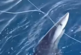 (VIDEO) Panika u Jadranu: Ajkula PRIŠLA OBALI, a onda je ribar uradio nešto što niko nije očekivao
