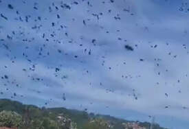 (VIDEO) "PČELE SU POLUDJELE" Građani u šoku, objavljen jeziv video roja pčela ispred prozora stana u Banjaluci