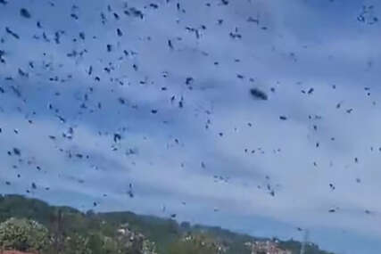 (VIDEO) "PČELE SU POLUDJELE" Građani u šoku, objavljen jeziv video roja pčela ispred prozora stana u Banjaluci