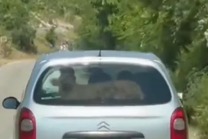 (VIDEO) Nesvakidašnje scene na hercegovačkim putevima: Kamere "uhvatile" tele u automobilu